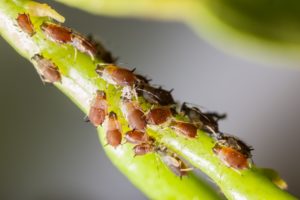 Parasitoides para o controle biológico de pragas é esclarecido por Carlos César Floriano